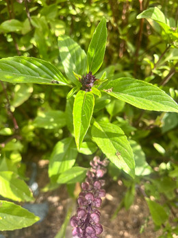 Albahaca Thai