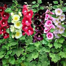 MALVA REAL MIX