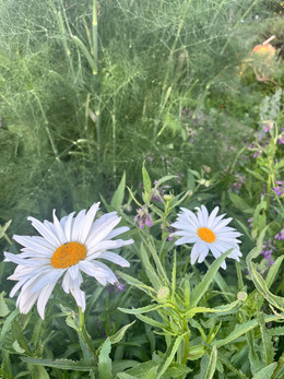 MARGARITA SHASTA DAISY