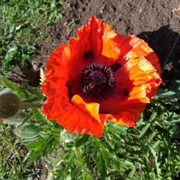 Amapola Oriental