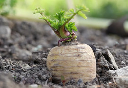 PASTINACA ORGÁNICA
