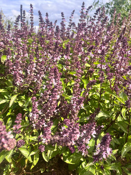 Albahaca Thai