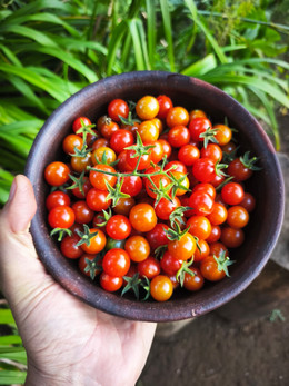 Tomate Cherry Coyol