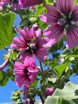 Malva Gigante