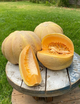 MELONA