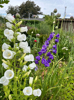 Canterbury Bells