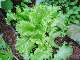 Lechuga Gran Rápida