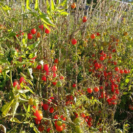 Tomate Cherry Globito