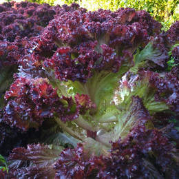 Lechuga Crespa Morada