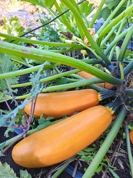 ZUCCHINI SOLARA