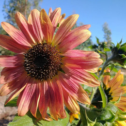 Maravilla Multicolor