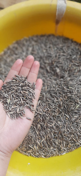 Avena strigosa (Avena Negra)