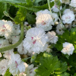 Clavelin Blanco Plumoso