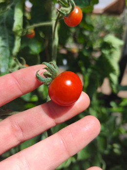 TOMATE CHERRY COYOL ORGÁNICO