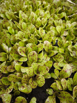 Lechuga manchas de trucha