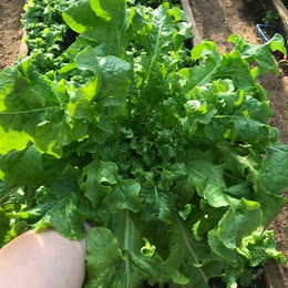 Lechuga Batavia Amarilla