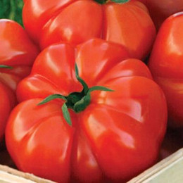 Tomate Bistec (Beefsteak)