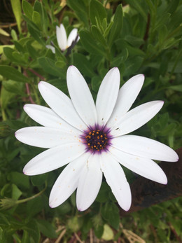 MARGARITA AFRICANA ORGÁNICA