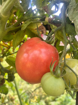 Tomate Ozark Pink