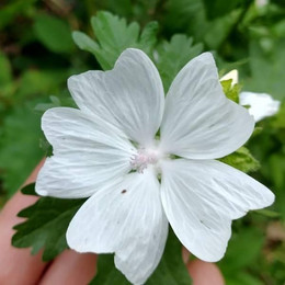 Malva Cordón Blanco