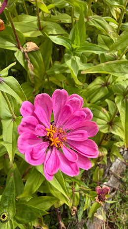 ZINNIAS MIX