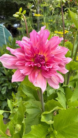 DALIA COMPUESTA MIX DE COLORES
