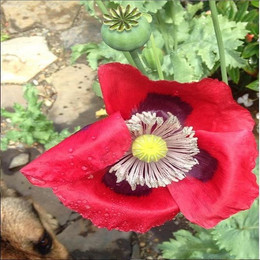 Amapola Roja