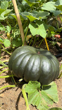 ZAPALLO MUSQUEE DE PROVENCE