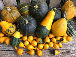 Calabaza Nido
