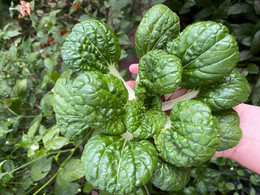 Tatsoi