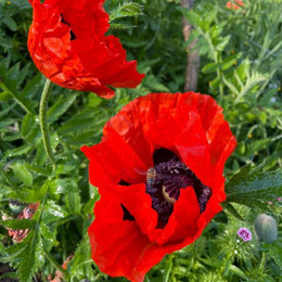 Amapola Oriental