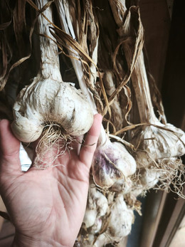 Ajo Castaña