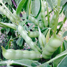 LUPINO AMARGO ORGÁNICO