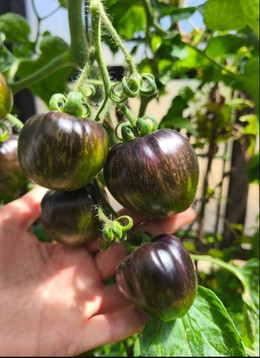 TOMATE BIG BLACK RUSSIAN