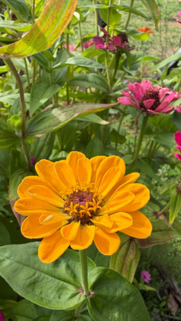 ZINNIAS MIX