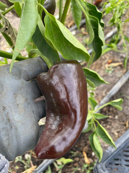 CHILE POBLANO