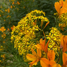 Trompetilla