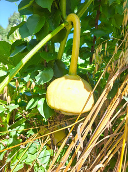 ZAPALLO TURBANTE TURCO
