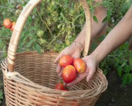Tomate Amish Paste