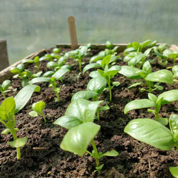Albahaca