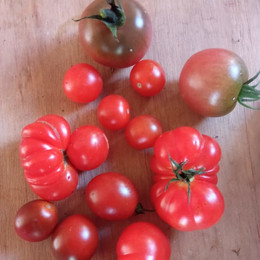 Tomate Cherry Mix