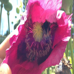 Amapola Fuxia