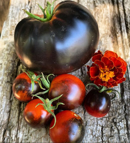 Tomate Bocadito Nocturno (Midnight Snack)