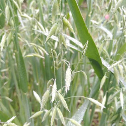 Avena
