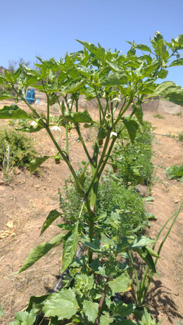 AJI SHISHITO