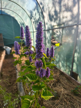 Menta Koreana