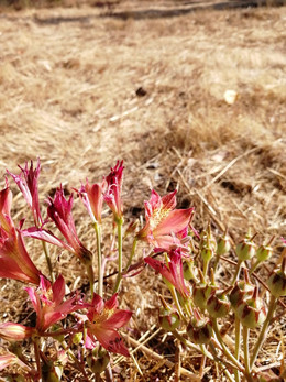 ALSTROEMERIA MIX