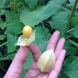 Aguaymanto (Golden Berry)