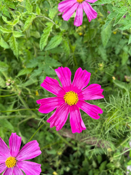 COSMOS MIX ORGÁNICO