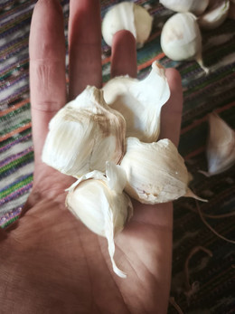 Ajo Castaña